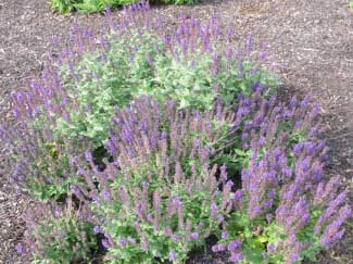 Salvia x superba 'Adora Blue' 