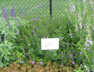 Angelonia angustifolia 'AngelMist Purple' 