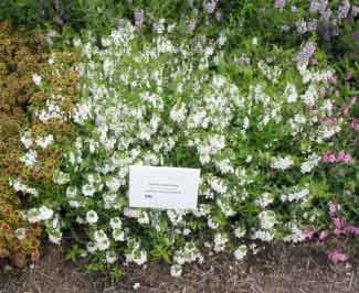 Angelonia angustifolia 'Spreading White' 