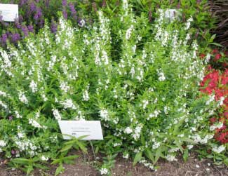 Angelonia angustifolia 'White Cloud' 