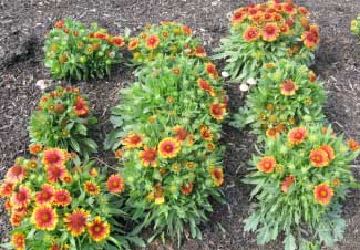 Gaillardia aristata 'Arizona Sun' 