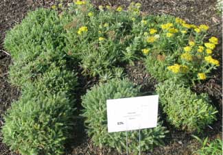 Achillea tomentosa 'Aurea' 