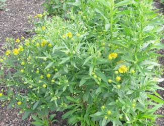 Helenium autumnale