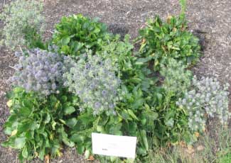 Eryngium planum 'Blue Glitter' 