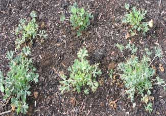 Eryngium bourgatii