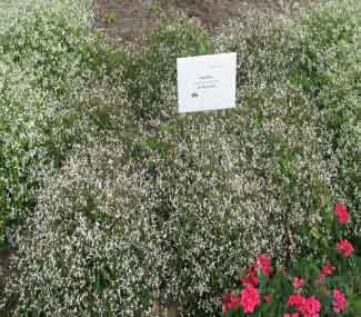 Chamaesyce hypericifolia 'Breathless Blush' 