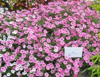 Petunia x hybrida 'Supertunia Vista Bubblegum' 