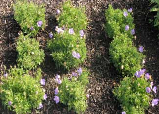 Campanula carpatica 'Clips Blue' 