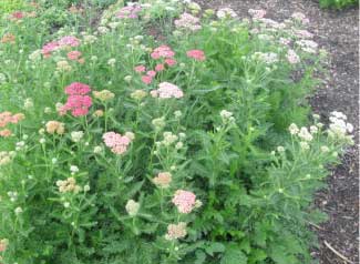 Achillea millifolium 'Colorado' 