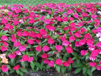 Impatiens hawkeri 'SunPatiens Compact Magenta' 