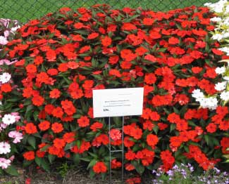 Impatiens hawkeri 'SunPatiens Compact Orange' 