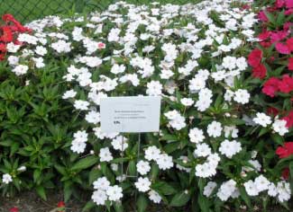 Impatiens hawkeri 'SunPatiens Compact White' 