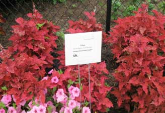 Solenostemon scutellaroides 'Stained Glassworks Copper' 