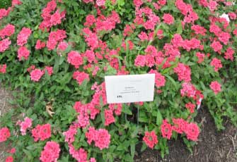 Verbena hybrid 'Superbena Coral Red' 