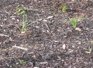 Liatris cylindrica