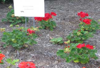 Pelargonium zonale 'Daredevil Claret' 