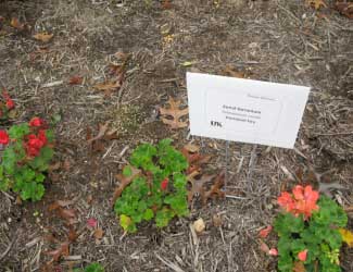 Pelargonium zonale 'Daredevil Fire' 