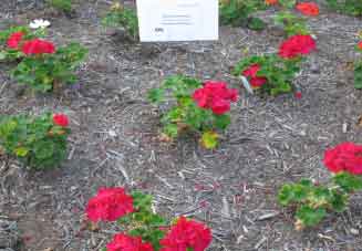 Pelargonium zonale 'Daredevil Mulberry' 