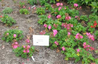 Pelargonium zonale 'Daredevil Rosita' 