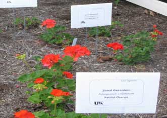 Pelargonium zonale 'Daredevil Salmon' 