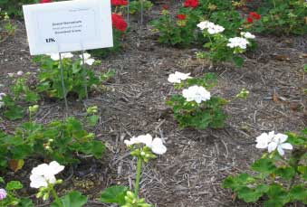 Pelargonium zonale 'Daredevil Snow' 