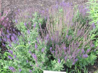 Salvia x superba 'Dwarf Blue Queen' 