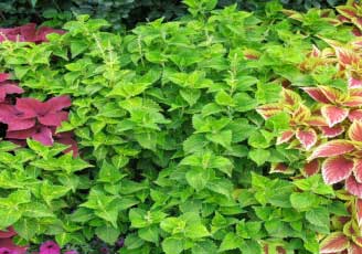 Solenostemon scutellaroides 'Electric Lime' 