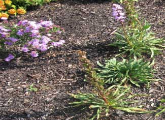 Liatris elegans