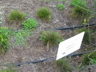 Isolepsis 'Graceful Grasses Fiber Optic Grass' 