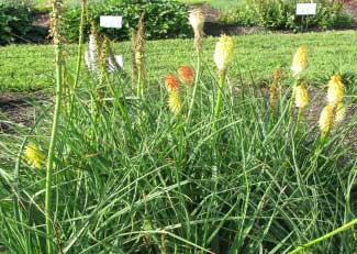 Kniphofia uvaria 'Flamenco' 