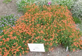 Diascia hybrid 'Flirtation Orange' 