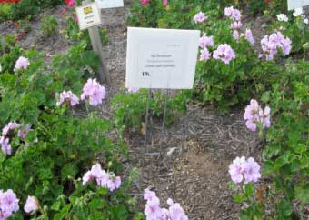 Pelargonium peltatum 'Global Light Lavender' 