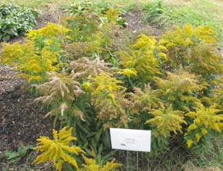 Solidago canadensis 'Golden Baby' 