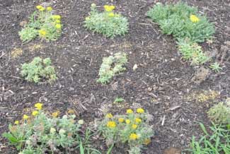 Achillea tomentosa 'Goldie' 