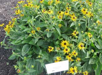 Rudbeckia fulgida 'Goldsturm' 