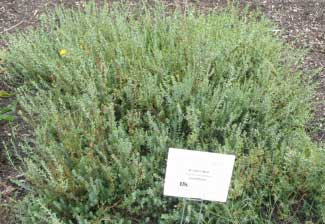 Hypericum polyphyllum 'Grandiflorum' 