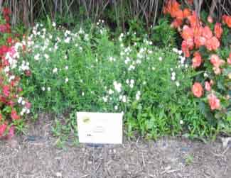 Achillea ptarmatica 'Gypsy White'