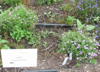 Lobelia erinus 'Laguna Heavenly Lilac' 