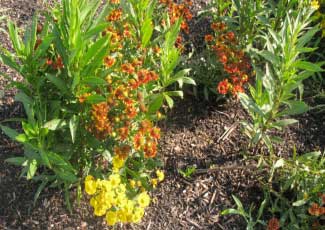 Helenium autumnale 'Helena Red Shades' 