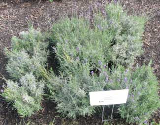 Lavandula angustifolia 'Hidcote Blue' 