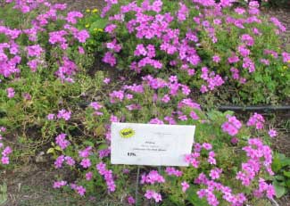 Phlox hybrid 'Intensia Orchid Blast' 