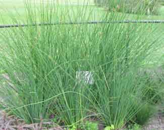 Juncus effusus 'Javelin' 