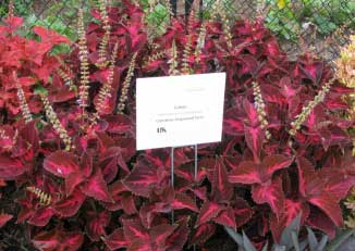 Solenostemon scutellaroides 'ColorBlaze Kingswood Torch' 