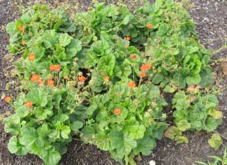 Geum coccinium 'Koi' 