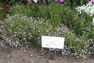 Lobelia erinus 'Lavender Blush' 