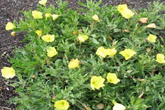 Oenothera macrocarpa