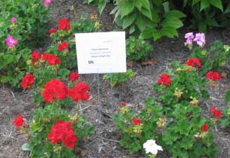 Pelargonium x hortorum 'Maestro Bright Red' 