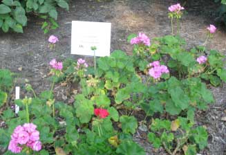 Pelargonium x hortorum 'Maestro Lavender Blue' 