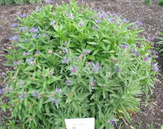 Centaurea montana