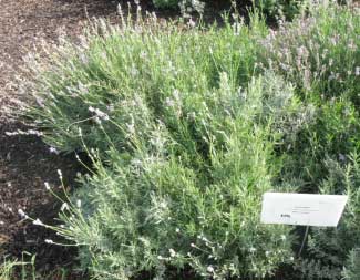 Lavandula angustifolia 'Munstead' 